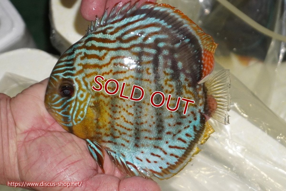画像1: 【ワイルドディスカス】【通販】【今シーズン超希少種】アッパーテフェ スーパーロイヤル【個体販売】14-16cm（生体）アッパーテフェ産 (1)