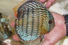 画像2: 【ワイルドディスカス】【通販】【今シーズン超希少種】アッパーテフェ スーパーロイヤル【個体販売】14-16cm（生体）アッパーテフェ産 (2)