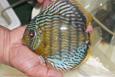 画像1: 【ワイルドディスカス】【通販】【今シーズン超希少種】アッパーテフェ スーパーロイヤル【個体販売】14-16cm（生体）アッパーテフェ産 (1)