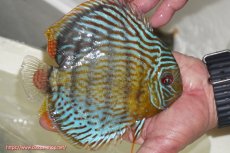 画像2: 【ワイルドディスカス】【通販】【今シーズン超希少種】アッパーテフェ スーパーロイヤル【個体販売】14-16cm（生体）アッパーテフェ産 (2)