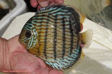 画像1: 【ワイルドディスカス】【通販】【今シーズン超希少種】アッパーテフェ スーパーロイヤル【個体販売】14-16cm（生体）アッパーテフェ産 (1)