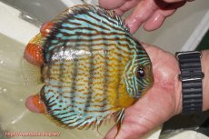 画像3: 【ワイルドディスカス】【通販】【今シーズン超希少種】アッパーテフェ スーパーロイヤル【個体販売】14-16cm（生体）アッパーテフェ産 (3)