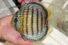 画像1: 【ワイルドディスカス】【通販】【今シーズン超希少種】アッパーテフェ スーパーロイヤル【個体販売】14-16cm（生体）アッパーテフェ産 (1)