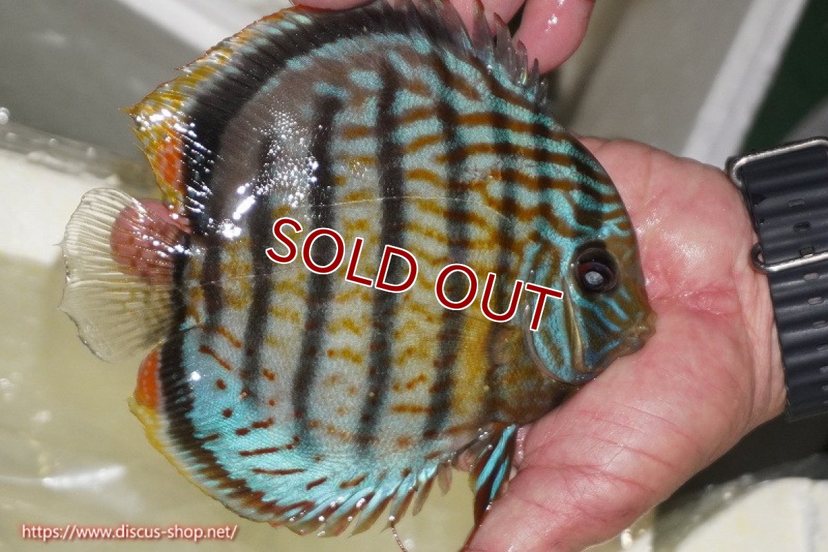 画像2: 【ワイルドディスカス】【通販】【今シーズン超希少種】アッパーテフェ スーパーロイヤル【個体販売】14-16cm（生体）アッパーテフェ産 (2)