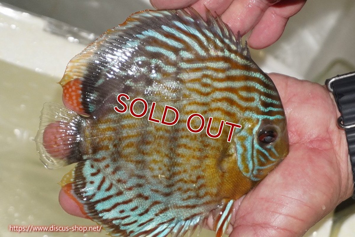 画像2: 【ワイルドディスカス】【通販】【今シーズン超希少種】アッパーテフェ スーパーロイヤル【個体販売】14-16cm（生体）アッパーテフェ産 (2)