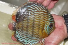 画像2: 【ワイルドディスカス】【通販】【今シーズン超希少種】アッパーテフェ スーパーロイヤル【個体販売】14-16cm（生体）アッパーテフェ産 (2)