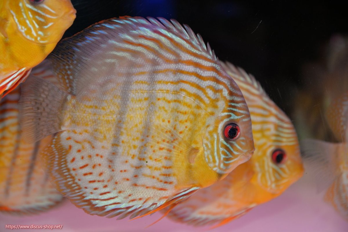 画像1: 【決算セール対象個体】【ワイルドディスカス】【通販】【今シーズン超希少種】アッパーテフェ スーパーロイヤル【個体販売】14-16cm（生体）アッパーテフェ産 (1)