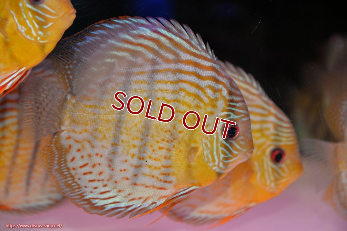 画像1: 【30周年記念セール対象個体】【ワイルドディスカス】【通販】【今シーズン超希少種】アッパーテフェ スーパーロイヤル【個体販売】14-16cm（生体）アッパーテフェ産 (1)