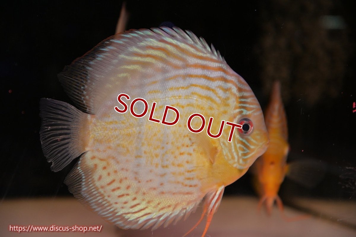 画像2: 【30周年記念セール対象個体】【ワイルドディスカス】【通販】【今シーズン超希少種】アッパーテフェ スーパーロイヤル【個体販売】14-16cm（生体）アッパーテフェ産 (2)