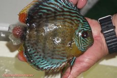 画像2: 【ワイルドディスカス】【通販】【今シーズン超希少種】アッパーテフェ スーパーロイヤル【個体販売】14-16cm（生体）アッパーテフェ産 (2)