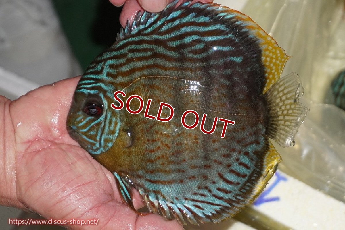 画像3: 【30周年記念セール対象個体】【ワイルドディスカス】【通販】【今シーズン超希少種】アッパーテフェ スーパーロイヤル【個体販売】14-16cm（生体）アッパーテフェ産 (3)