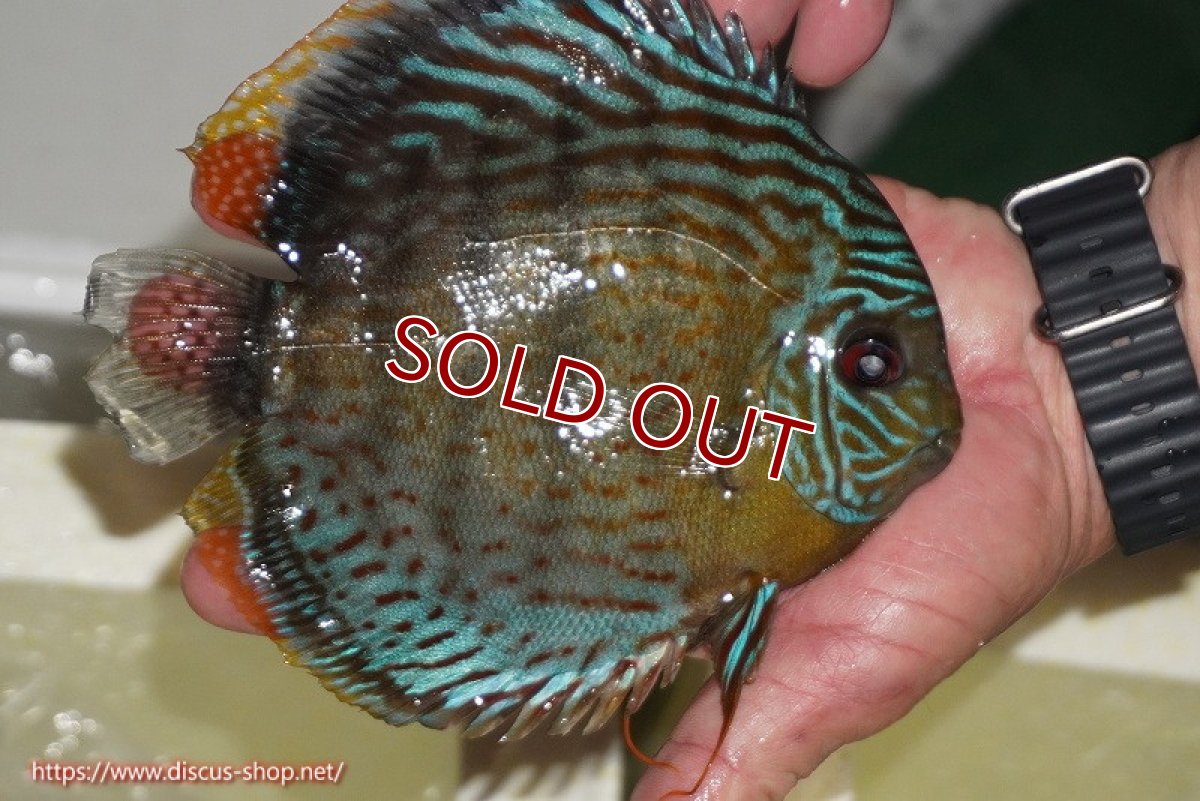 画像4: 【30周年記念セール対象個体】【ワイルドディスカス】【通販】【今シーズン超希少種】アッパーテフェ スーパーロイヤル【個体販売】14-16cm（生体）アッパーテフェ産 (4)