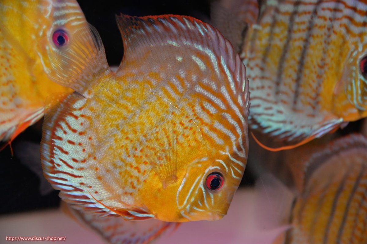 画像1: 【決算セール対象個体】【ワイルドディスカス】【通販】【今シーズン超希少種】アッパーテフェ スーパーロイヤル【個体販売】14-16cm（生体）アッパーテフェ産 (1)