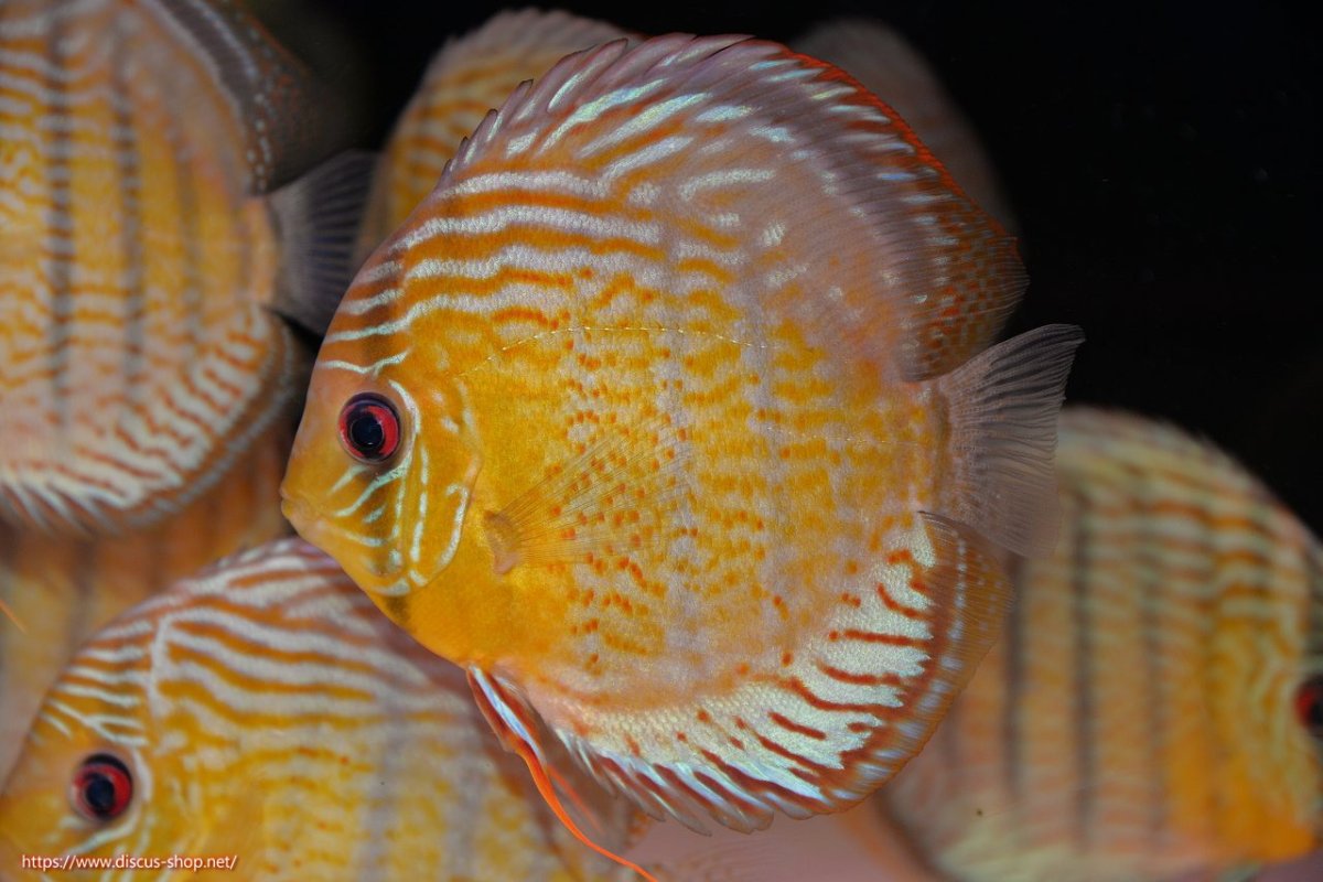 画像2: 【決算セール対象個体】【ワイルドディスカス】【通販】【今シーズン超希少種】アッパーテフェ スーパーロイヤル【個体販売】14-16cm（生体）アッパーテフェ産 (2)