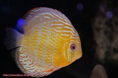 画像3: 【決算セール対象個体】【ワイルドディスカス】【通販】【今シーズン超希少種】アッパーテフェ スーパーロイヤル【個体販売】14-16cm（生体）アッパーテフェ産 (3)