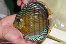 画像4: 【決算セール対象個体】【ワイルドディスカス】【通販】【今シーズン超希少種】アッパーテフェ スーパーロイヤル【個体販売】14-16cm（生体）アッパーテフェ産 (4)