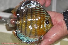 画像5: 【決算セール対象個体】【ワイルドディスカス】【通販】【今シーズン超希少種】アッパーテフェ スーパーロイヤル【個体販売】14-16cm（生体）アッパーテフェ産 (5)