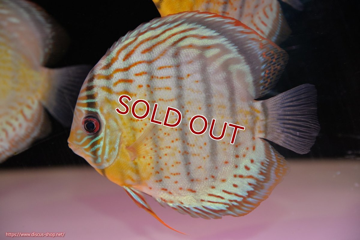 画像1: 【ワイルドディスカス】【通販】【今シーズン超希少種】アッパーテフェ スーパーロイヤル【個体販売】14-16cm（生体）アッパーテフェ産 (1)