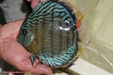 画像1: 【ワイルドディスカス】【通販】【今シーズン超希少種】アッパーテフェ スーパーロイヤル【個体販売】14-16cm（生体）アッパーテフェ産 (1)