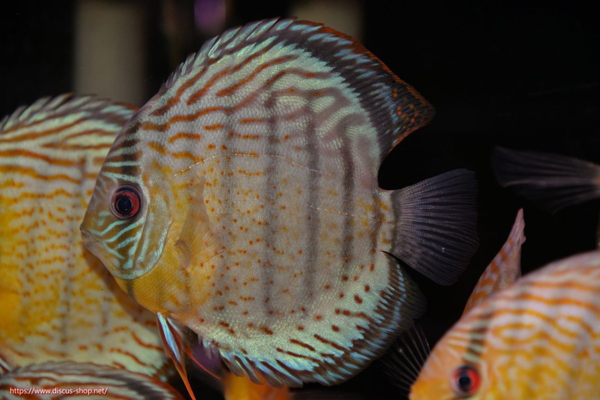 画像2: 【決算セール対象個体】【ワイルドディスカス】【通販】【今シーズン超希少種】アッパーテフェ スーパーロイヤル【個体販売】14-16cm（生体）アッパーテフェ産 (2)