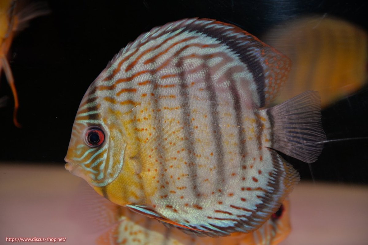 画像3: 【決算セール対象個体】【ワイルドディスカス】【通販】【今シーズン超希少種】アッパーテフェ スーパーロイヤル【個体販売】14-16cm（生体）アッパーテフェ産 (3)