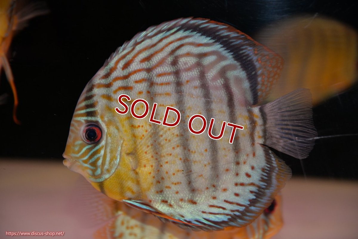 画像3: 【ワイルドディスカス】【通販】【今シーズン超希少種】アッパーテフェ スーパーロイヤル【個体販売】14-16cm（生体）アッパーテフェ産 (3)