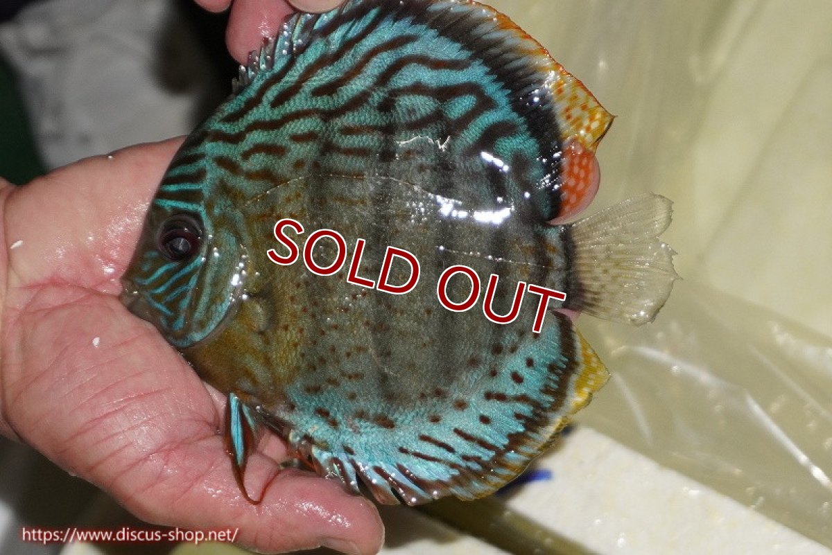 画像4: 【ワイルドディスカス】【通販】【今シーズン超希少種】アッパーテフェ スーパーロイヤル【個体販売】14-16cm（生体）アッパーテフェ産 (4)