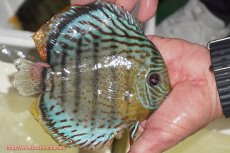 画像5: 【決算セール対象個体】【ワイルドディスカス】【通販】【今シーズン超希少種】アッパーテフェ スーパーロイヤル【個体販売】14-16cm（生体）アッパーテフェ産 (5)