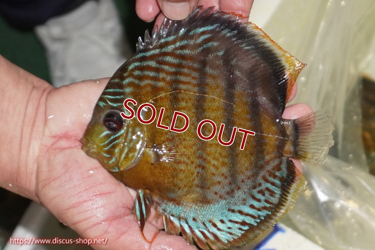 画像1: 【30周年記念セール対象個体】【ワイルドディスカス】【通販】【今シーズン超希少種】アッパーテフェ スーパーロイヤル【個体販売】14-16cm（生体）アッパーテフェ産 (1)