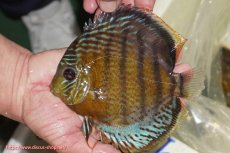 画像1: 【ワイルドディスカス】【通販】【今シーズン超希少種】アッパーテフェ スーパーロイヤル【個体販売】14-16cm（生体）アッパーテフェ産 (1)