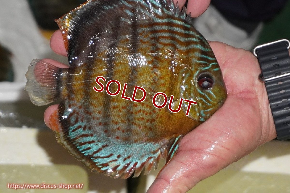 画像2: 【30周年記念セール対象個体】【ワイルドディスカス】【通販】【今シーズン超希少種】アッパーテフェ スーパーロイヤル【個体販売】14-16cm（生体）アッパーテフェ産 (2)