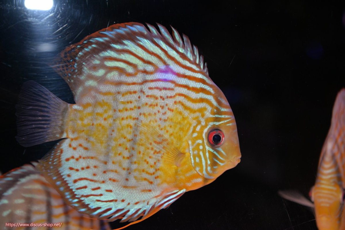 画像1: 【決算セール対象個体】【ワイルドディスカス】【通販】【今シーズン超希少種】アッパーテフェ スーパーロイヤル【個体販売】14-16cm（生体）アッパーテフェ産 (1)