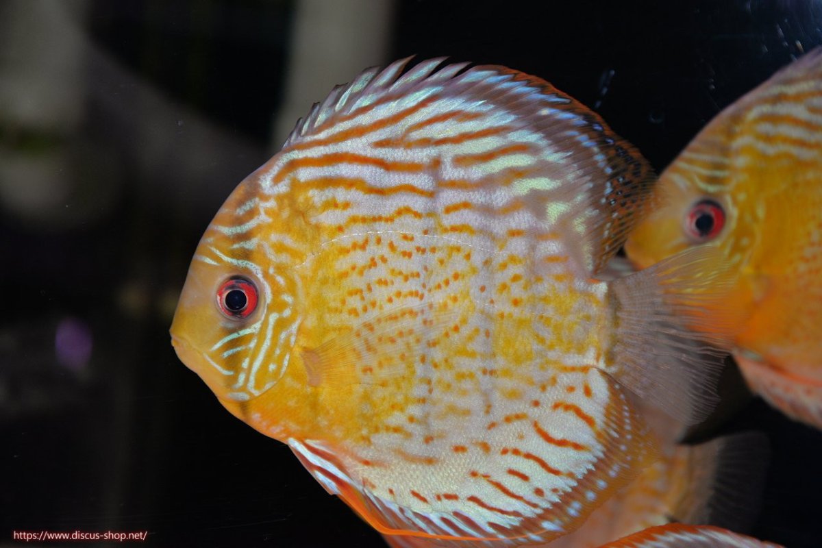 画像2: 【決算セール対象個体】【ワイルドディスカス】【通販】【今シーズン超希少種】アッパーテフェ スーパーロイヤル【個体販売】14-16cm（生体）アッパーテフェ産 (2)