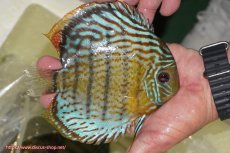 画像2: 【ワイルドディスカス】【通販】【今シーズン超希少種】アッパーテフェ スーパーロイヤル【個体販売】14-16cm（生体）アッパーテフェ産 (2)