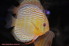 画像3: 【決算セール対象個体】【ワイルドディスカス】【通販】【今シーズン超希少種】アッパーテフェ スーパーロイヤル【個体販売】14-16cm（生体）アッパーテフェ産 (3)