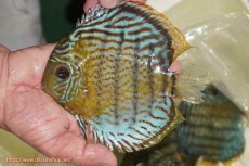 画像4: 【決算セール対象個体】【ワイルドディスカス】【通販】【今シーズン超希少種】アッパーテフェ スーパーロイヤル【個体販売】14-16cm（生体）アッパーテフェ産 (4)