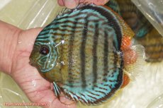 画像1: 【ワイルドディスカス】【通販】【今シーズン超希少種】アッパーテフェ スーパーロイヤル【個体販売】14-16cm（生体）アッパーテフェ産 (1)