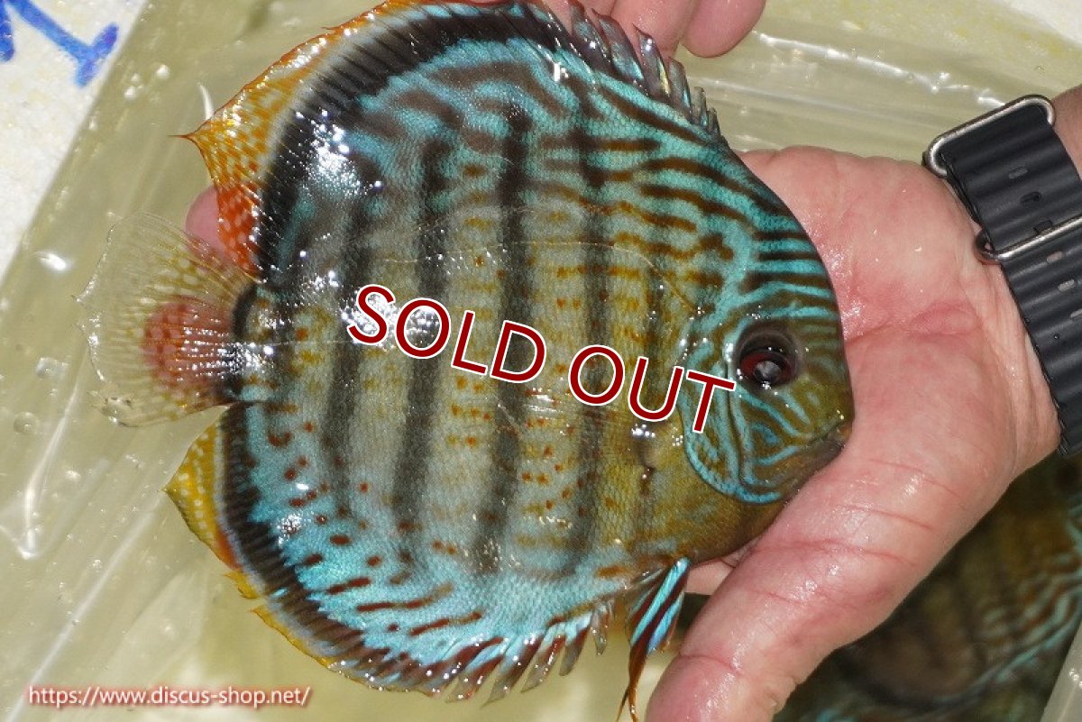画像2: 【ワイルドディスカス】【通販】【今シーズン超希少種】アッパーテフェ スーパーロイヤル【個体販売】14-16cm（生体）アッパーテフェ産 (2)