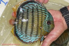 画像2: 【ワイルドディスカス】【通販】【今シーズン超希少種】アッパーテフェ スーパーロイヤル【個体販売】14-16cm（生体）アッパーテフェ産 (2)