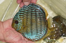 画像3: 【決算セール対象個体】【ワイルドディスカス】【通販】【今シーズン超希少種】アッパーテフェ スーパーロイヤル【個体販売】14-16cm（生体）アッパーテフェ産 (3)