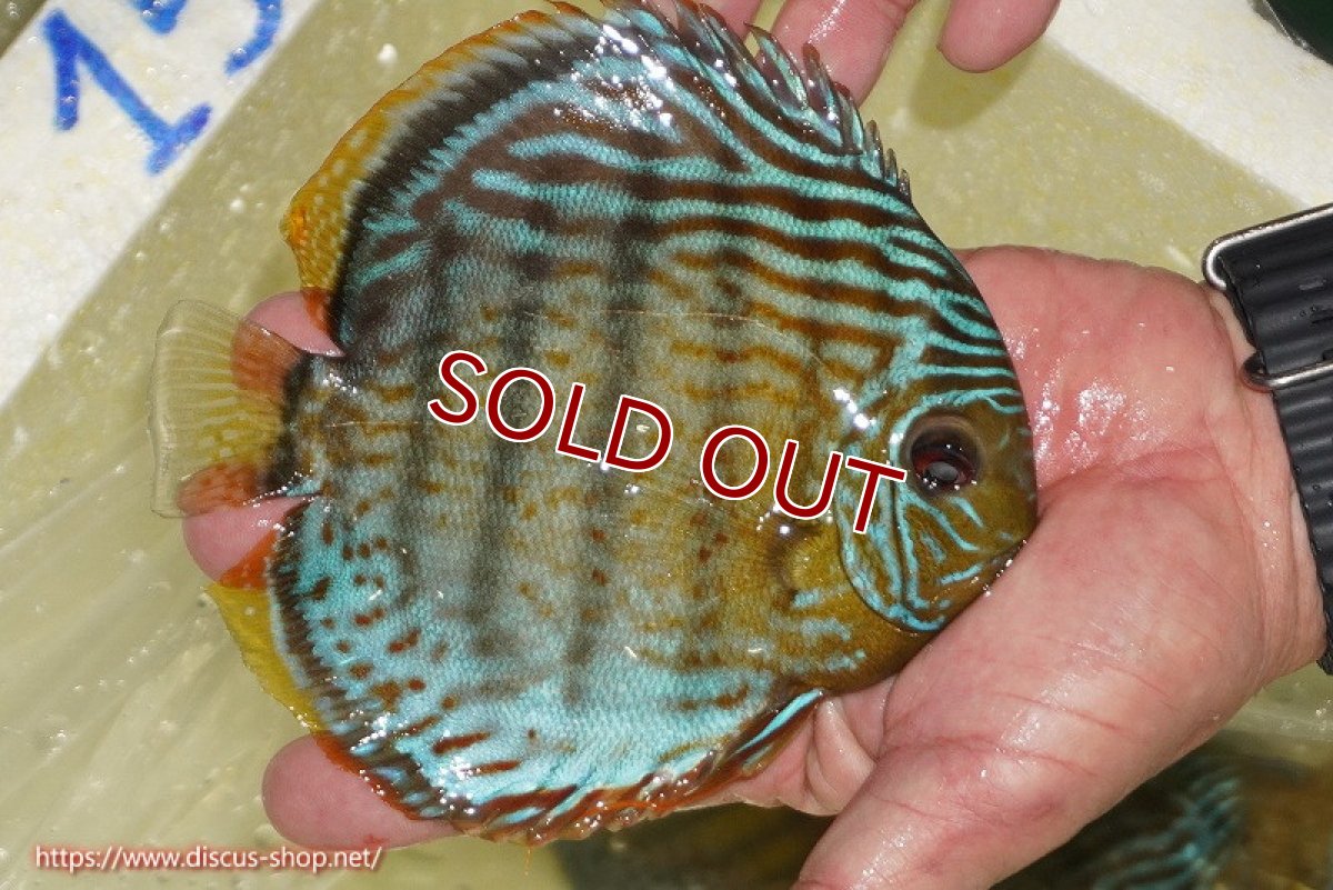 画像4: 【30周年記念セール対象個体】【ワイルドディスカス】【通販】【今シーズン超希少種】アッパーテフェ スーパーロイヤル【個体販売】14-16cm（生体）アッパーテフェ産 (4)
