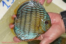 画像4: 【決算セール対象個体】【ワイルドディスカス】【通販】【今シーズン超希少種】アッパーテフェ スーパーロイヤル【個体販売】14-16cm（生体）アッパーテフェ産 (4)