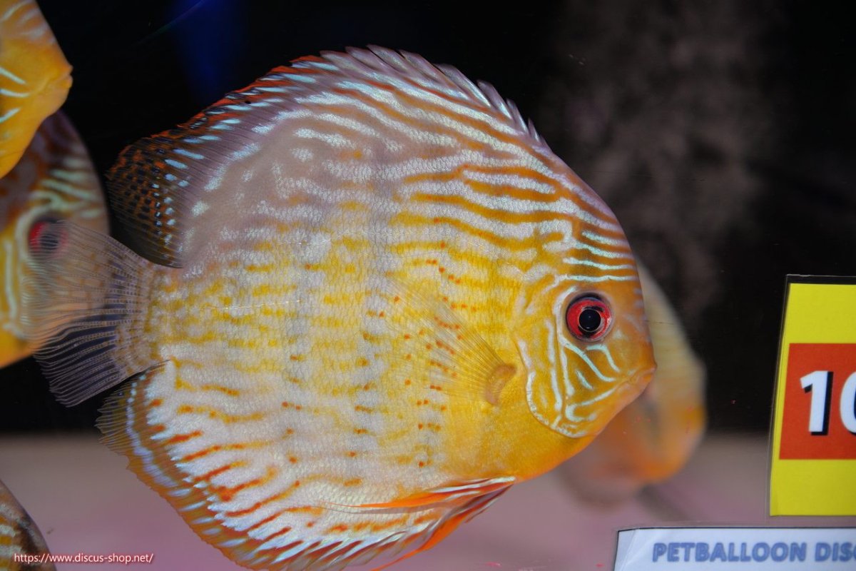 画像1: 【決算セール対象個体】【ワイルドディスカス】【通販】【今シーズン超希少種】アッパーテフェ スーパーロイヤル【個体販売】14-16cm（生体）アッパーテフェ産 (1)