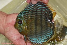 画像1: 【ワイルドディスカス】【通販】【今シーズン超希少種】アッパーテフェ スーパーロイヤル【個体販売】14-16cm（生体）アッパーテフェ産 (1)