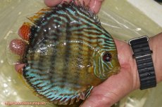 画像4: 【決算セール対象個体】【ワイルドディスカス】【通販】【今シーズン超希少種】アッパーテフェ スーパーロイヤル【個体販売】14-16cm（生体）アッパーテフェ産 (4)