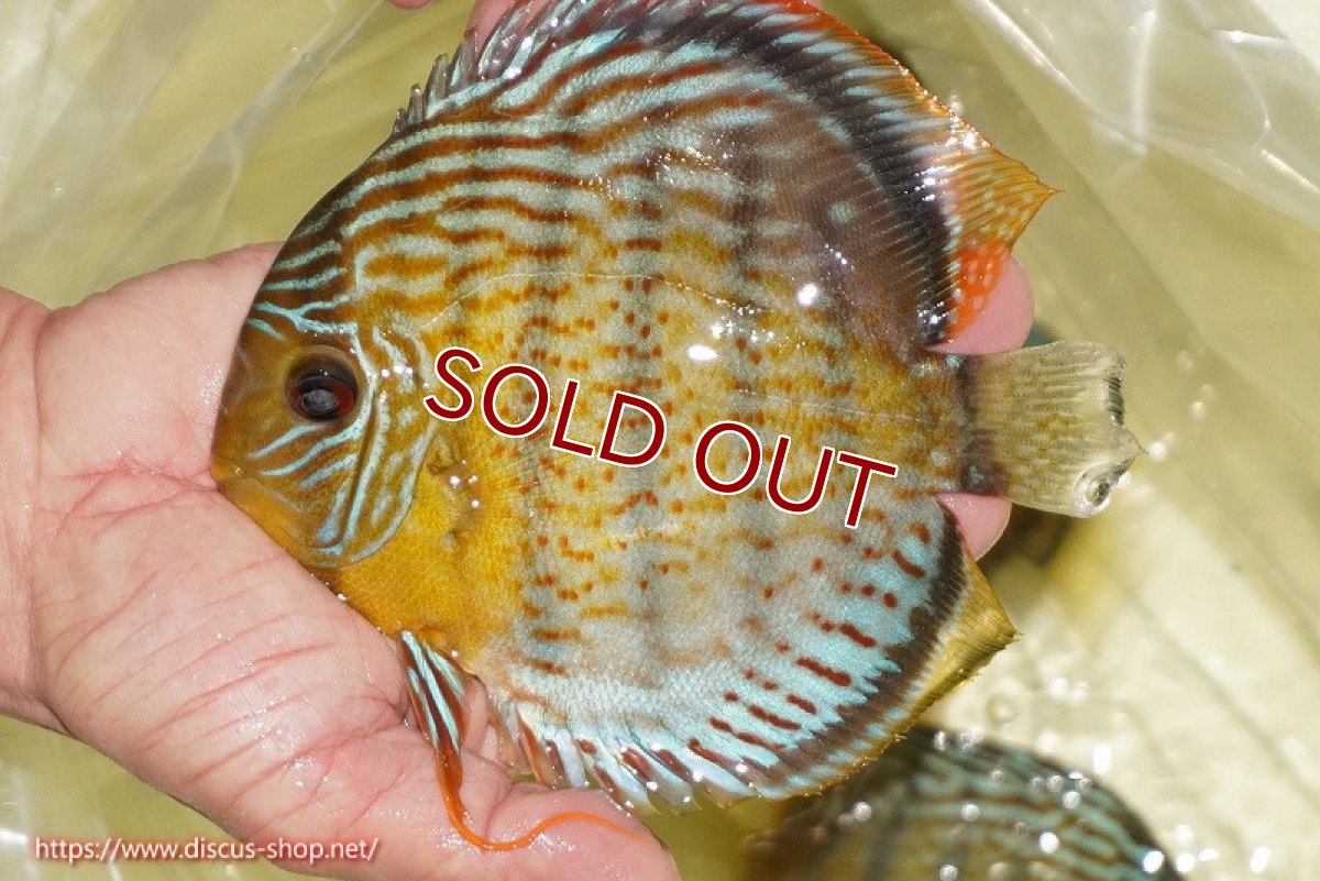画像1: 【ワイルドディスカス】【通販】【今シーズン超希少種】アッパーテフェ スーパーロイヤル【個体販売】14-16cm（生体）アッパーテフェ産 (1)