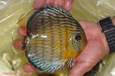 画像2: 【ワイルドディスカス】【通販】【今シーズン超希少種】アッパーテフェ スーパーロイヤル【個体販売】14-16cm（生体）アッパーテフェ産 (2)