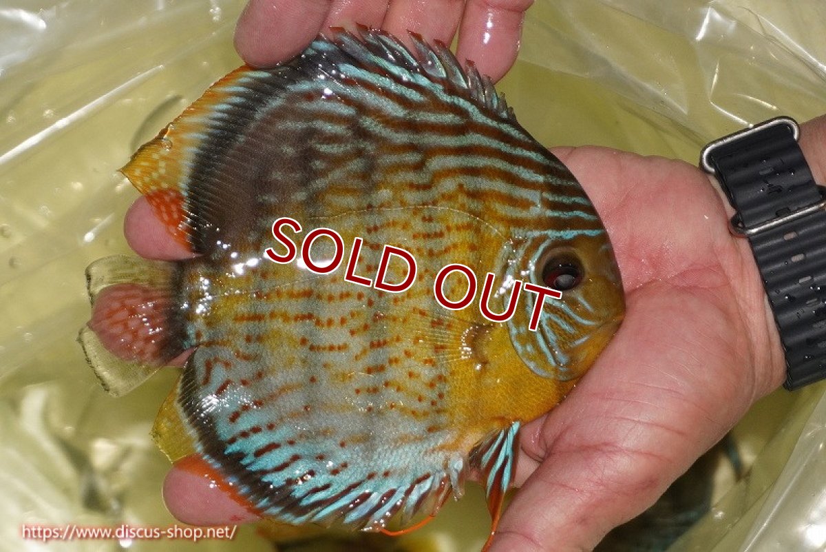 画像3: 【ワイルドディスカス】【通販】【今シーズン超希少種】アッパーテフェ スーパーロイヤル【個体販売】14-16cm（生体）アッパーテフェ産 (3)