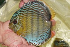 画像1: 【ワイルドディスカス】【通販】【今シーズン超希少種】アッパーテフェ スーパーロイヤル【個体販売】14-16cm（生体）アッパーテフェ産 (1)