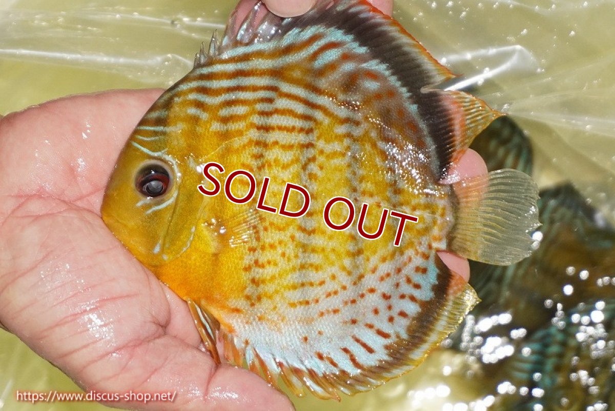 画像1: 【ワイルドディスカス】【通販】【今シーズン超希少種】アッパーテフェ スーパーロイヤル【個体販売】14-16cm（生体）アッパーテフェ産 (1)
